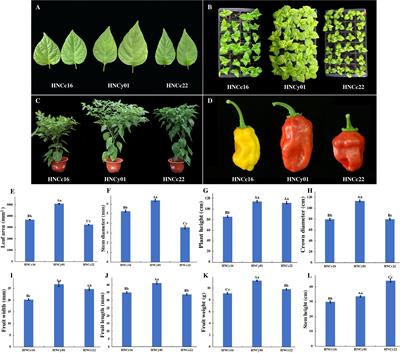 Integrated Analysis of mRNA and Non-coding RNA Transcriptome in Pepper (Capsicum chinense) Hybrid at Seedling and Flowering Stages